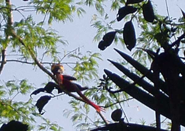 Scarlet Macaw Pair Sequence - Birdwatching - Maya Expeditions